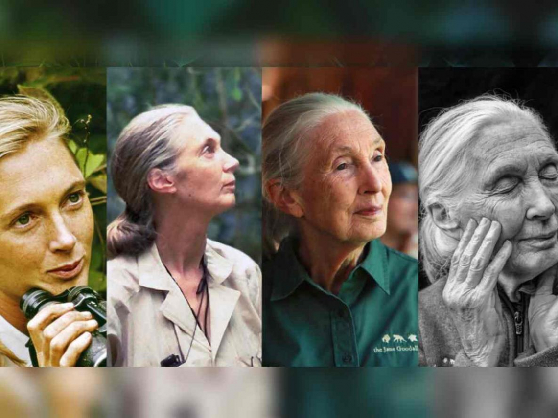 91歲珍古德奔走演說、睡夢中離世...改變世人對黑猩猩看法，6月訪台推珊瑚復育：我來日不多了